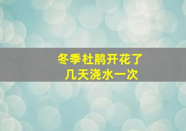 冬季杜鹃开花了 几天浇水一次